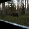 La forêt boréale finlandaise et ses ours bruns