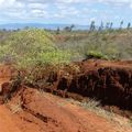 Madagascar - découverte d'une forêt de baobab et scènes de vie dans les rizières