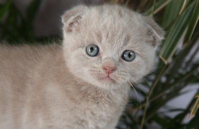 Petit scottish fold lilas 