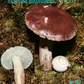 TRICHOLOMA 