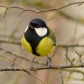 Dans la voiture : Mésange charbonnière.