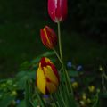 Tulipes