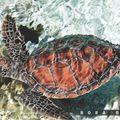 Bora Bora - une splendide tortue