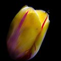La tulipe du vent (1)