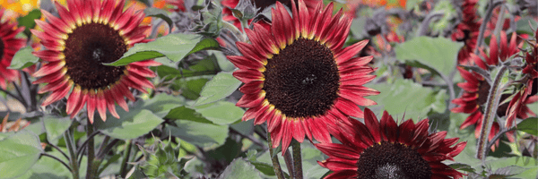 Médaille d’Or Fleuroselect Hélianthus annuus Desire Red