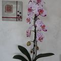 orchidée