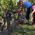 Avenir de la forêt des Landes de Gascogne