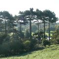 Irlande/Leinster - Les parcs de Dublin: Phoenix Park