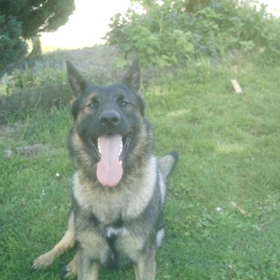 aujourd'hui le temps etait doux,petite ballade avec mon chien HAWK 22mois et toujours partant!!