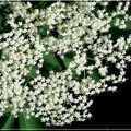 petites fleurs de sureau