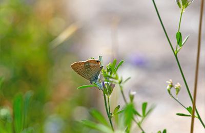 Petit papillon ...