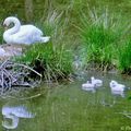 LIESSIES - Le Parc de l'Abbaye