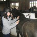 INITIATION A L'EQUITATION