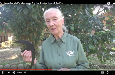 Jane Goodall plaide pour les martinets !