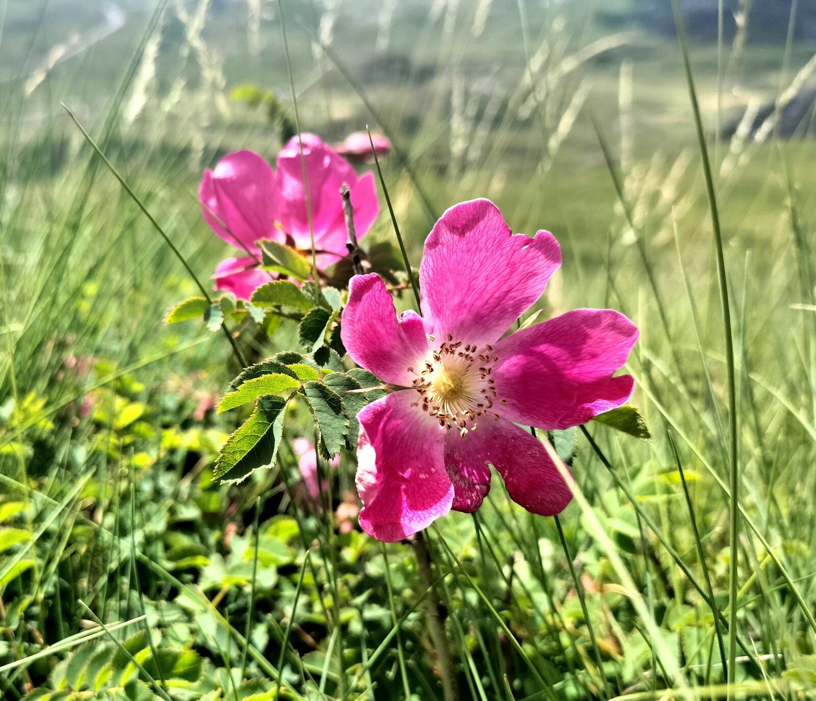 Col du Pourtalet, rando Pombie-Peyreget, montée au col de Pombie, fleur, Rosa pendulina pyrenaica. (64)