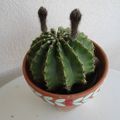 Fleur de cactus