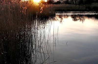 Les étourneaux ont joué le printemps