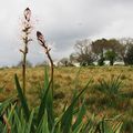 "Mes asphodèles" sur la lande de Sainte Barbe à Le Faouët …