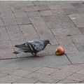 La pomme et les pigeons ou le fruit défendu.