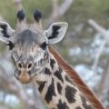 La Tanzanie : du parc national du Tarangire à Arusha