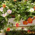 Different types of Portulaca - Summer Purslane 