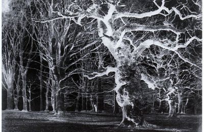 Extrait : "Forêt de chênes en hiver" (vers 1852), de George Shaw