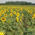 La fleur de tournesol serait un modèle mathématique !