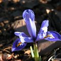 Iris nains bleus