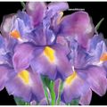Iris Bouquet de fleurs