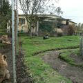 Notre maison...juste à côté des lions et du vivarium...!
