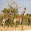 [Animaux] girafes