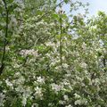 un pommier sauvae dans notre jardin