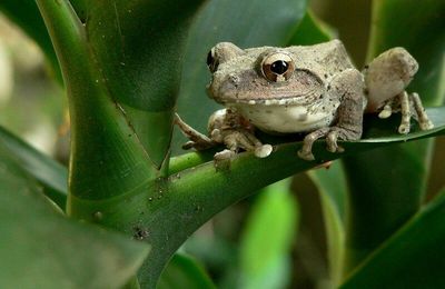 Grenouille arboricole brune/brown treefrog/褐樹蛙 (Buergeria robusta) 