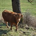 Dans les prairies/In the meadows