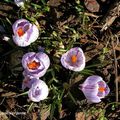 Crocus printanier (Crocus Vernus)