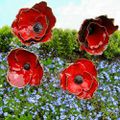 Coquelicots