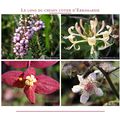 Les fleurs sauvages de Saint-Jean-de-Luz, chemin d'Erromardie