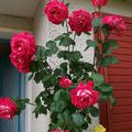 Voici les premières roses du jardin: 