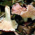 オトヒメアンズタケ Cantharellus atrolilacinus