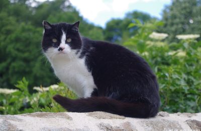 Comme chien et chat
