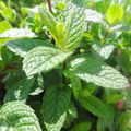 sirop de menthe fait maison