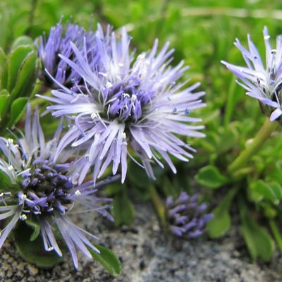 Globulaire à feuilles en coeur
