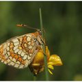 Mélitée de la scabieuse : Melitaea parthenoides