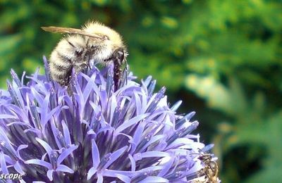 Abeille butinant sur une fleur d'Echinops ritro