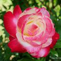 Merveilleuses Roses, Fleurs de L'Amour