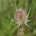 Végétal Flower 