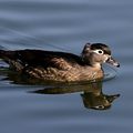 AVES - Canard Carolin - Aix Sponsa 