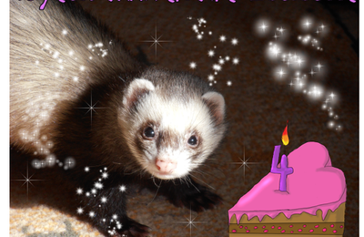 Un furet de 4 ans