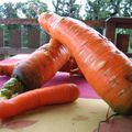 Une carotte pour les géants!