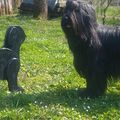 Briard...